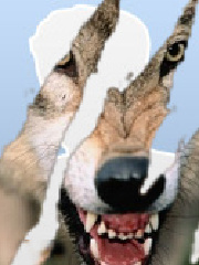 Rewolf's profile picture